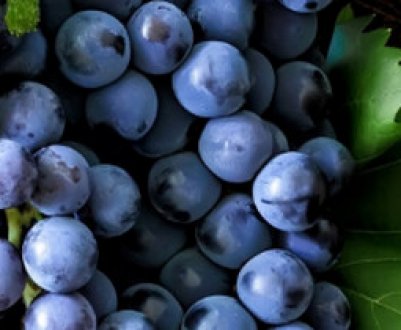 Можна виноград при цукровому діабеті?