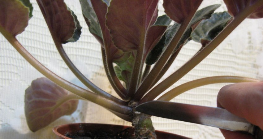 Обрізка Обрізка