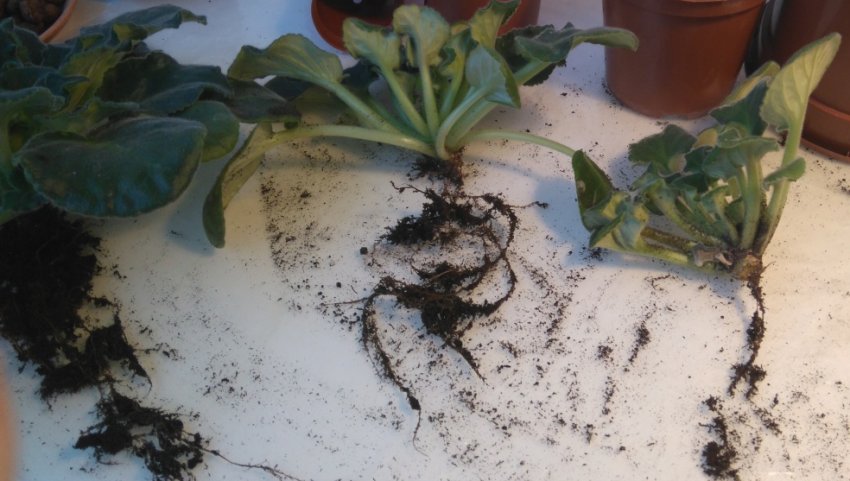 Розмноження фіалки діленням куща Розмноження фіалки діленням куща