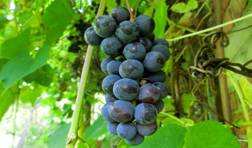 Какой виноград полезен при сахарном диабете thumbnail
