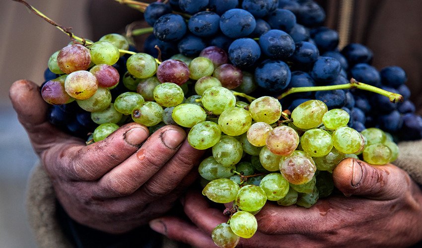 Можно ли есть виноград при сахаром диабете thumbnail
