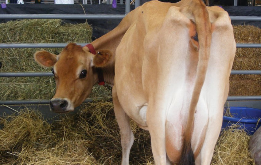 Джерсейська порода корів Джерсейська порода корів