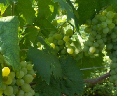 Сорт винограду «Елегант» (надранній)