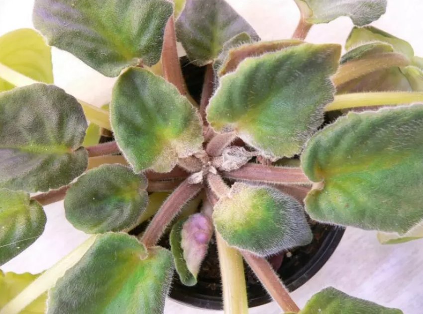 Фіалка уражена кліщами Фіалка уражена кліщами