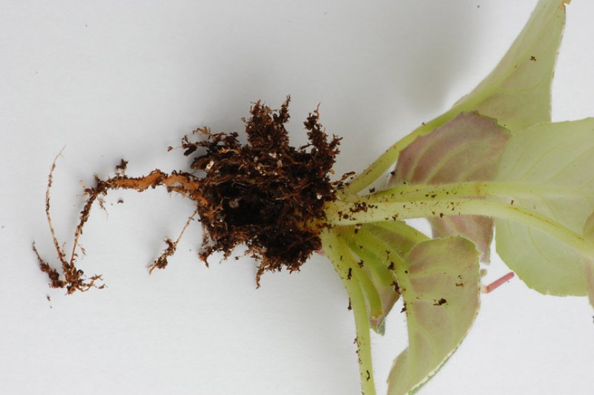 Нематоди Нематоди