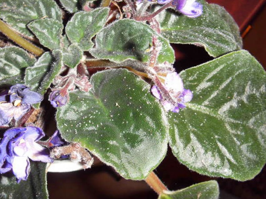 Попелиця Попелиця