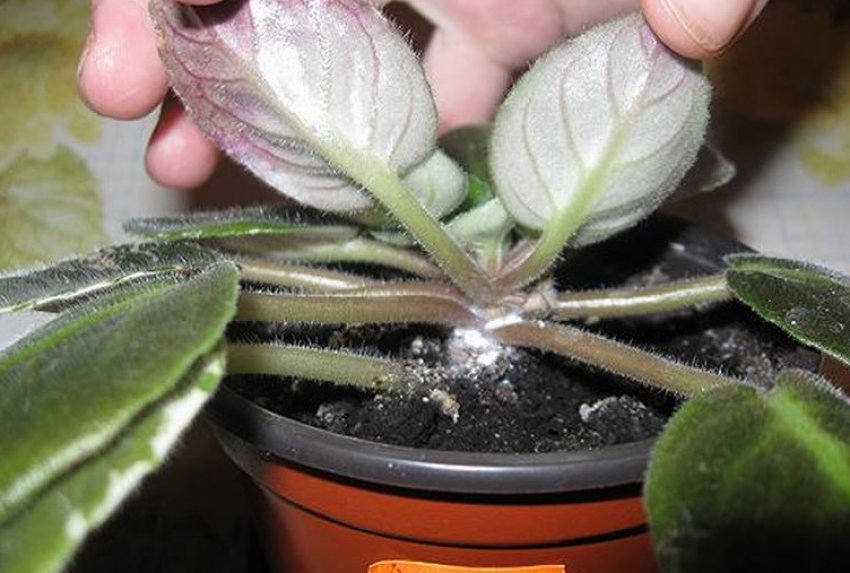 Борошнистий червець Борошнистий червець