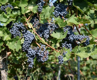 Сорт винограду «Страшенський»