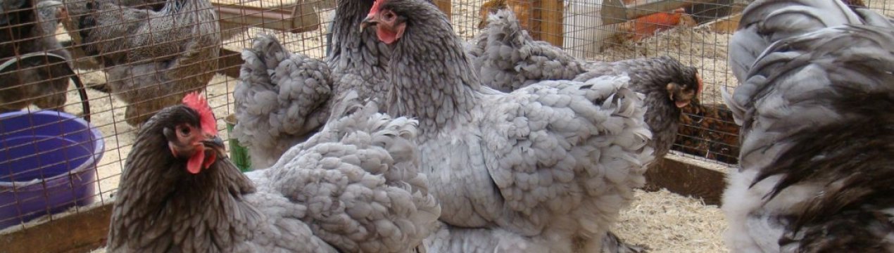 Кури орпингтоны: характеристика, догляд та годівля