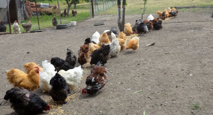 Дворик для прогулянок