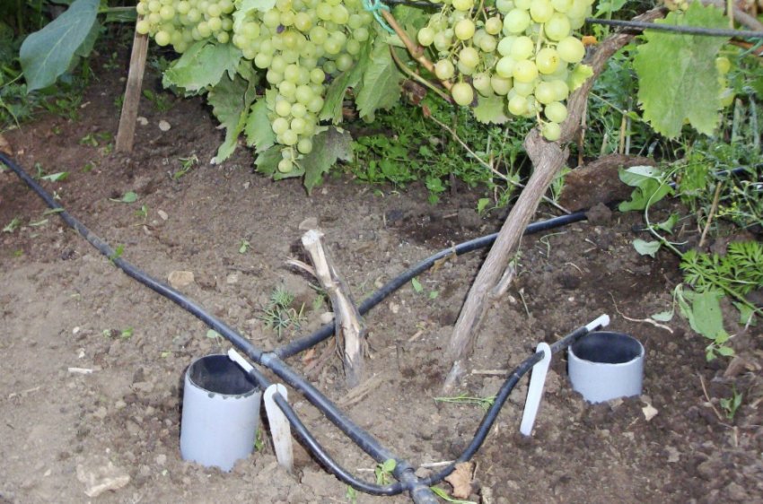 Полив винограду
