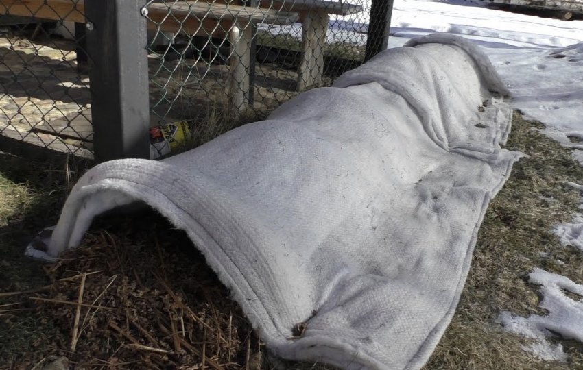 Укриття винограду на зиму