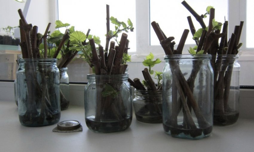 Розмноження живцюванням