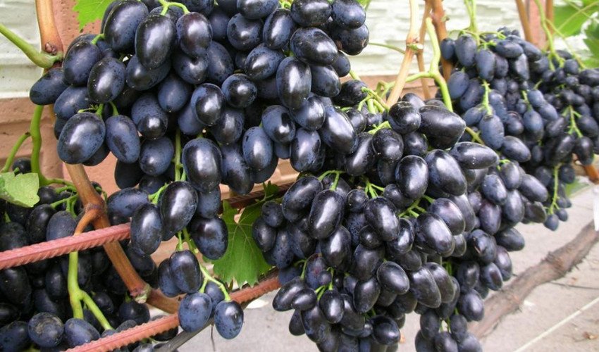 Виноград Надія АЗОС