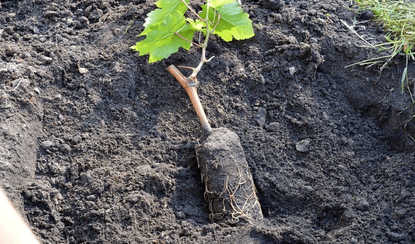 Посадка винограду