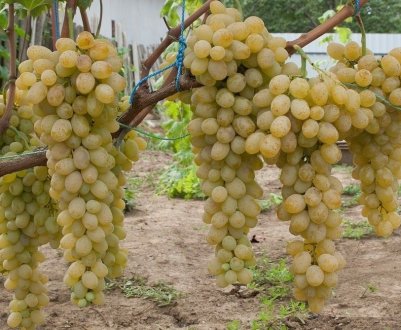 Сорт винограду Супер Екстра