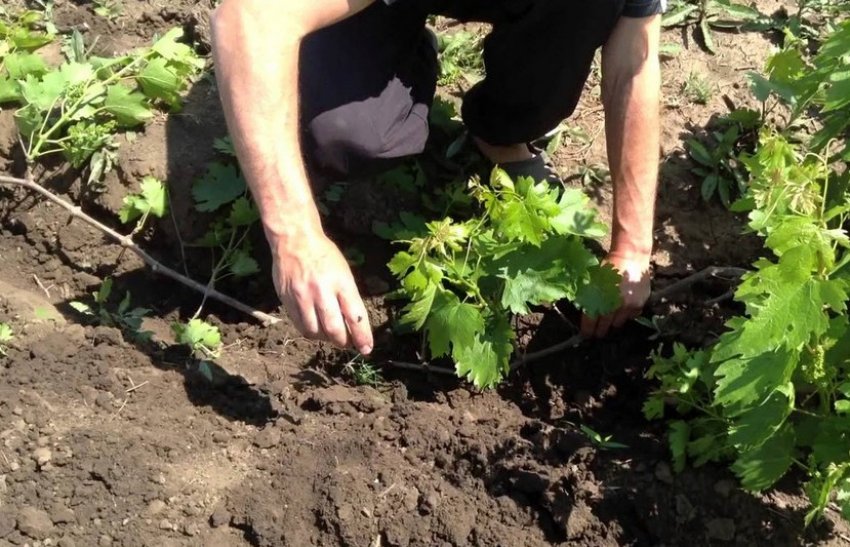 Розмноження винограду відведеннями