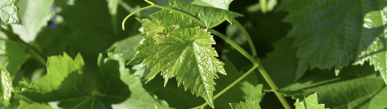 Виноград Алешенькин: опис сорту, особливості вирощування та догляду