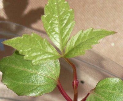 Як виростити виноград з кісточки?