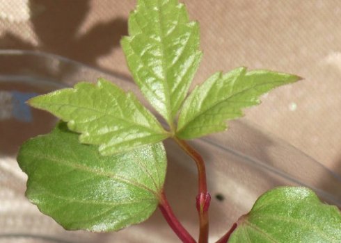 Как вырастить виноград из косточки?