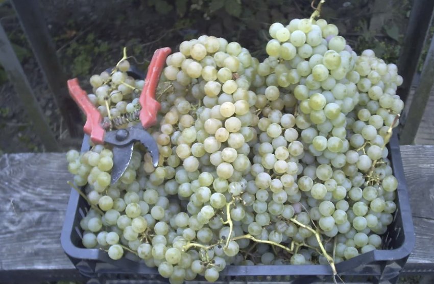 Цитронний Магарача Цитронний Магарача