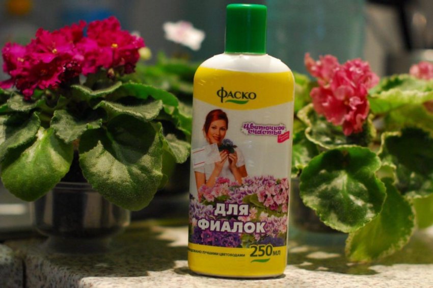 Добриво для фіалок Добриво для фіалок