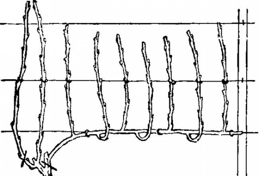 Низкоштамбовая формування куща