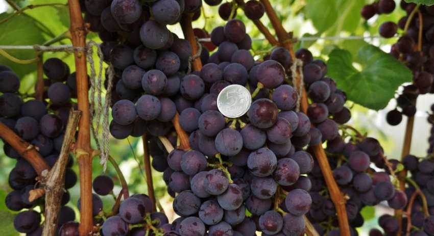 Русский виноград конкорд