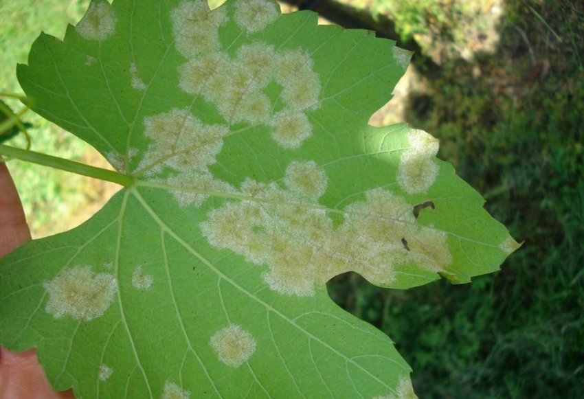 Мілдью на винограді