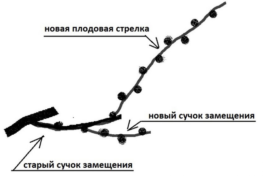 Обрізка винограду Обрізка винограду
