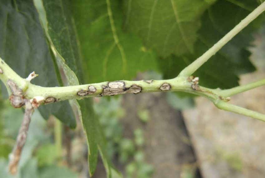 Антракноз Антракноз