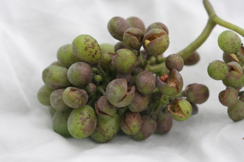 Оїдіум на винограді