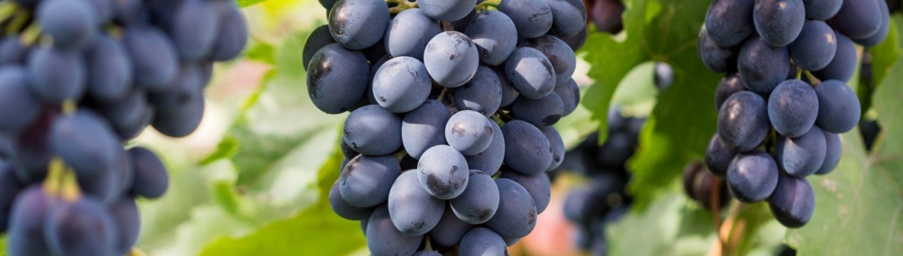 Сорт винограду Сапераві (північний)