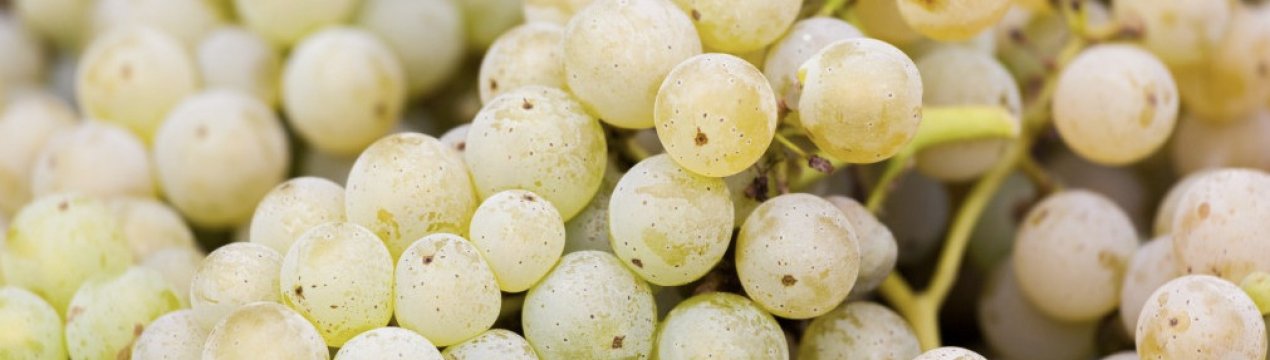 Сорт винограду Цитронний Магарача. Опис та фото