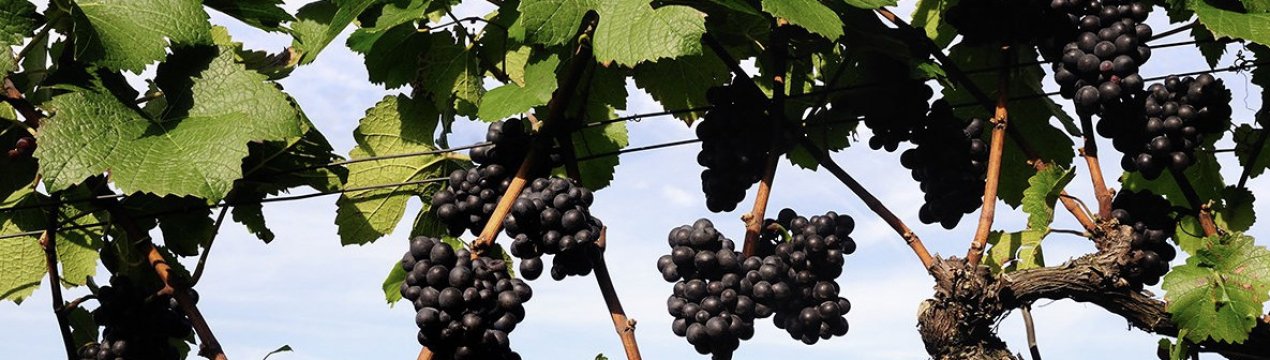 Как правильно пересадить виноград?