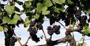 Виноград Ливия: описание сорта и характеристика