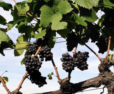 Як правильно пересадити виноград?