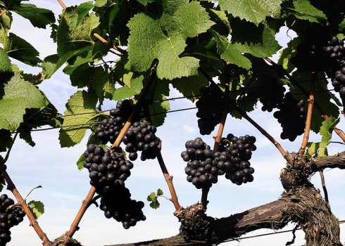 Как правильно пересадить виноград?