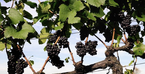 Как пересадить виноград весной на новое место