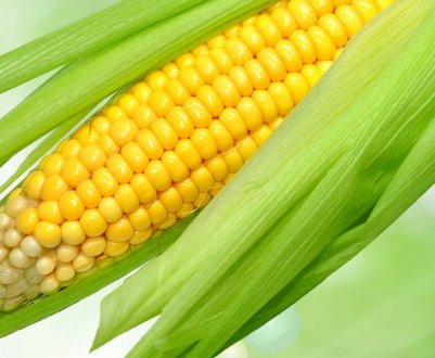 Хвороби та шкідники кукурудзи, заходи лікування