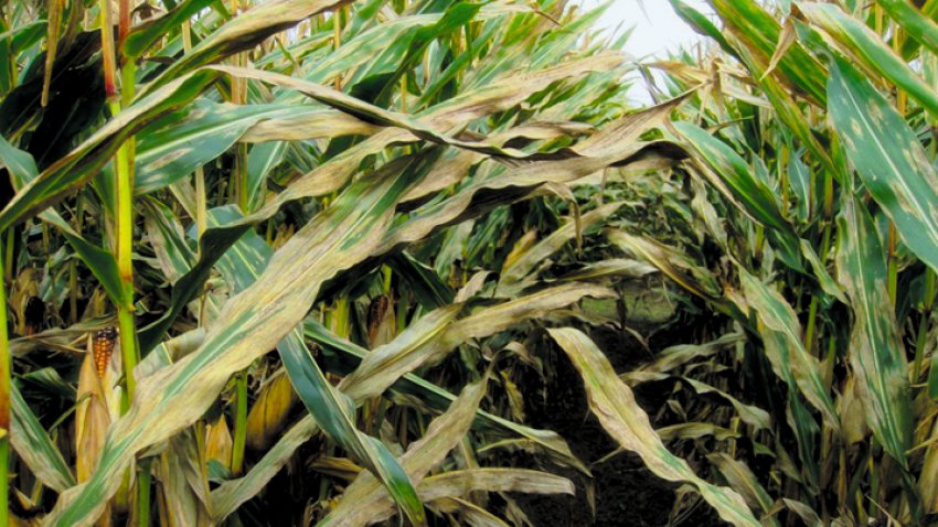 Гельмінтоспоріоз листя