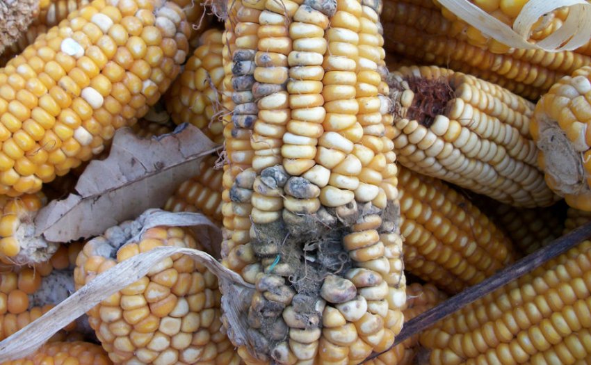 Кладоспориоз