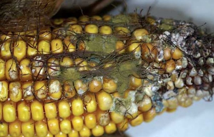 Оливкова гниль