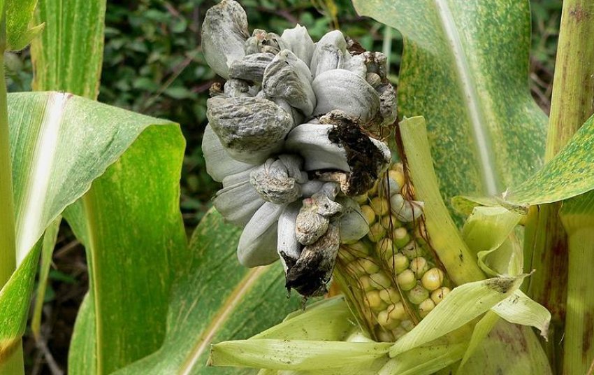 Пухирчаста сажка