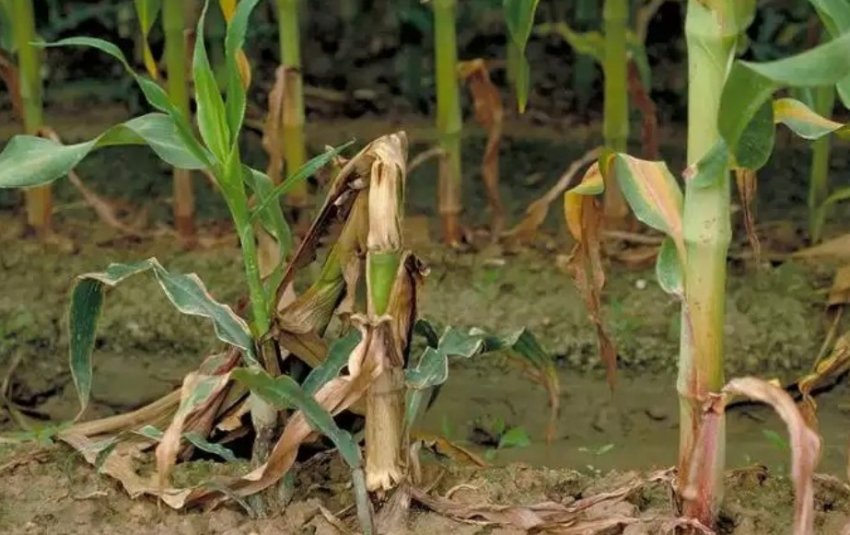 Стеблова гниль