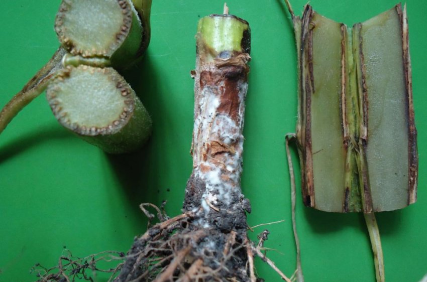 Стеблова гниль кукурудзи