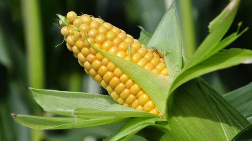 Профілактика кукурудзяних захворювань