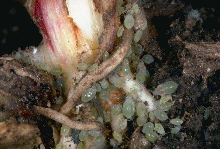 Коренева попелиця