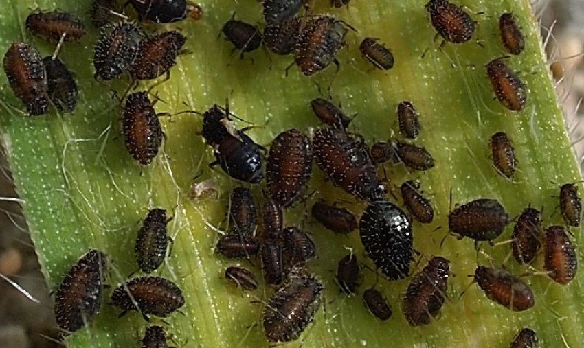 Попелиця на кукурудзі