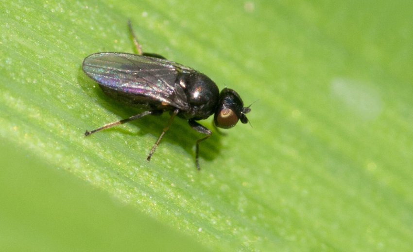 Шведська муха